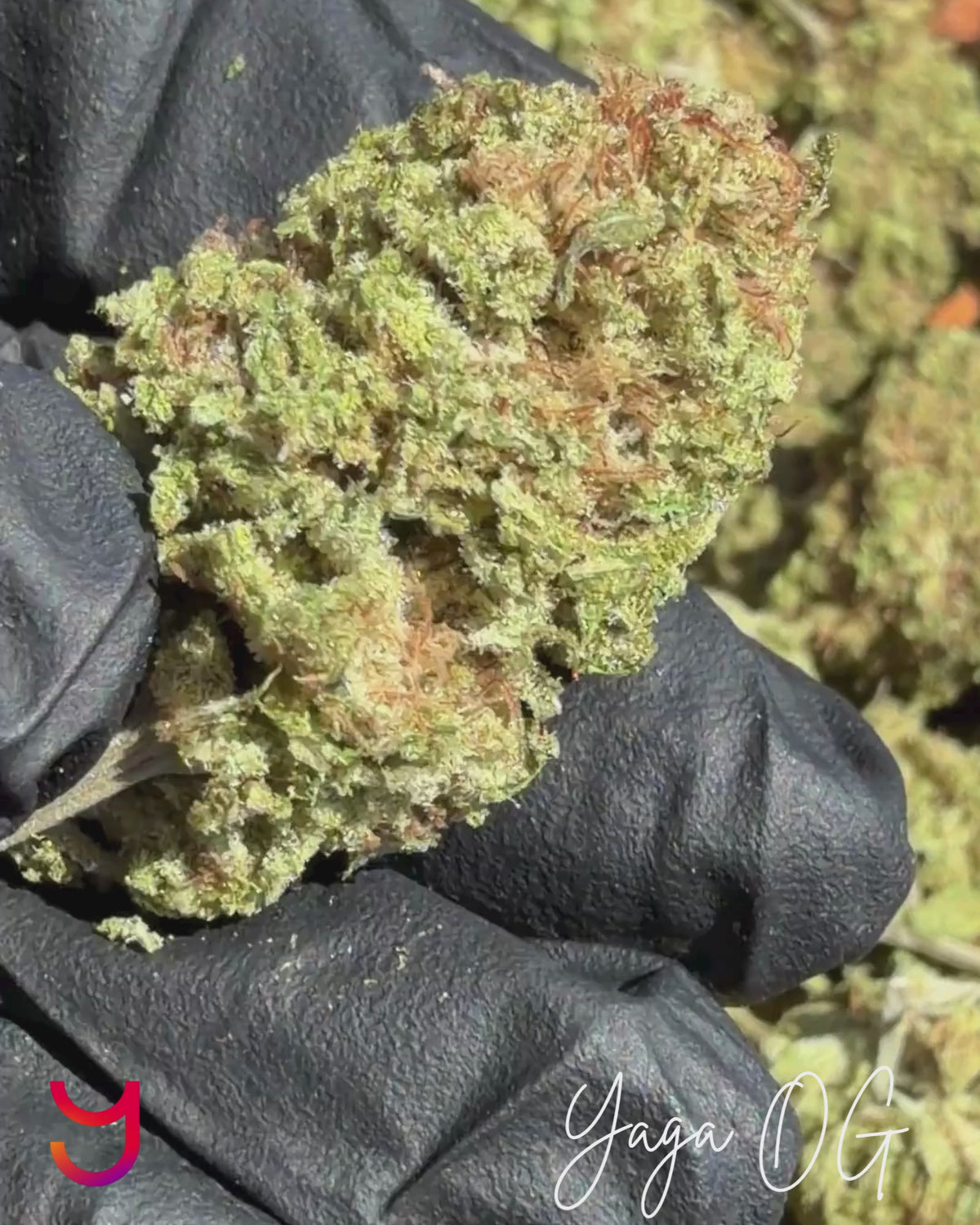 YAGA OG