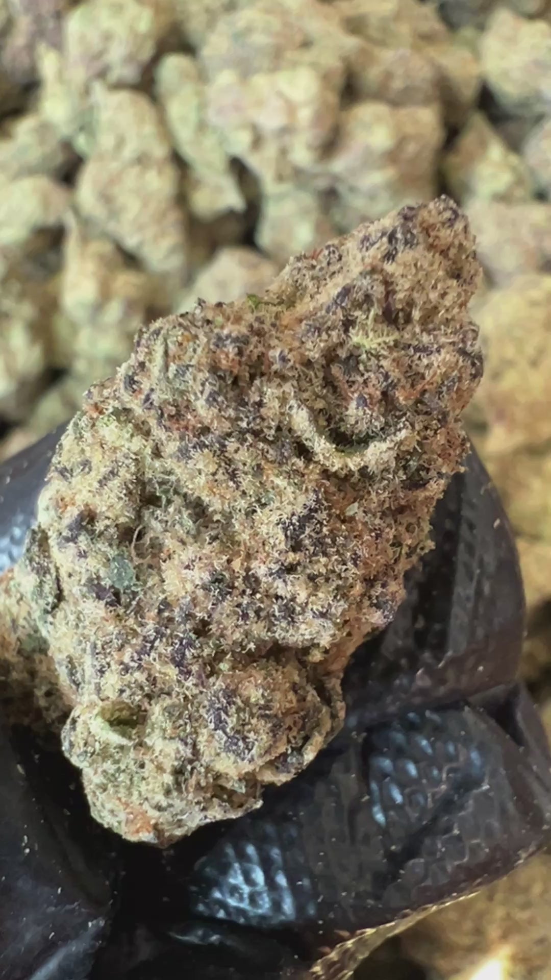 Lemon Cherry Gelato – YAGA Farms