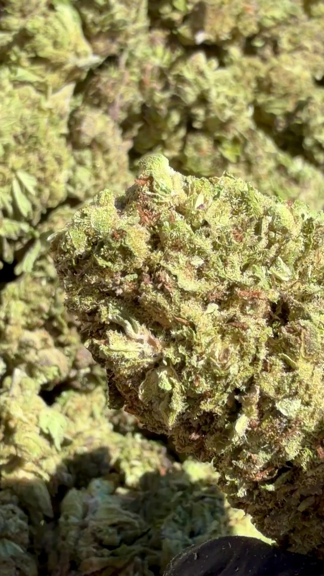 Jet Fuel Gelato