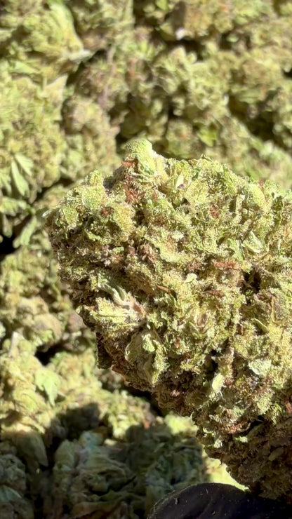 Jet Fuel Gelato