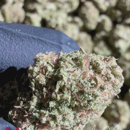 Close-up video of YAGA OG cannabis flower buds, highlighting dense structure, trichome coverage, and hybrid OG expression
