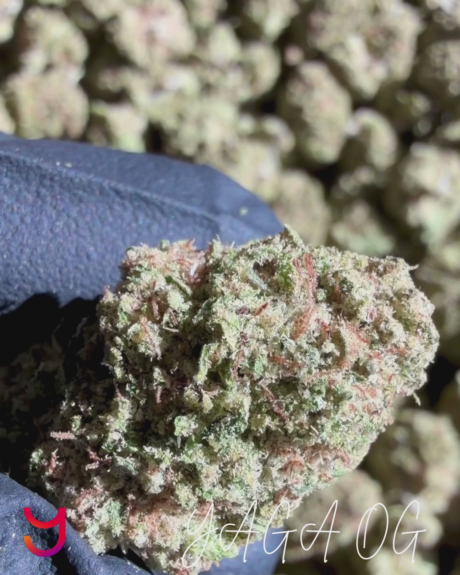 Close-up video of YAGA OG cannabis flower buds, highlighting dense structure, trichome coverage, and hybrid OG expression