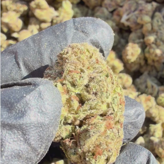 YAGA Farms Flash Flower Sale