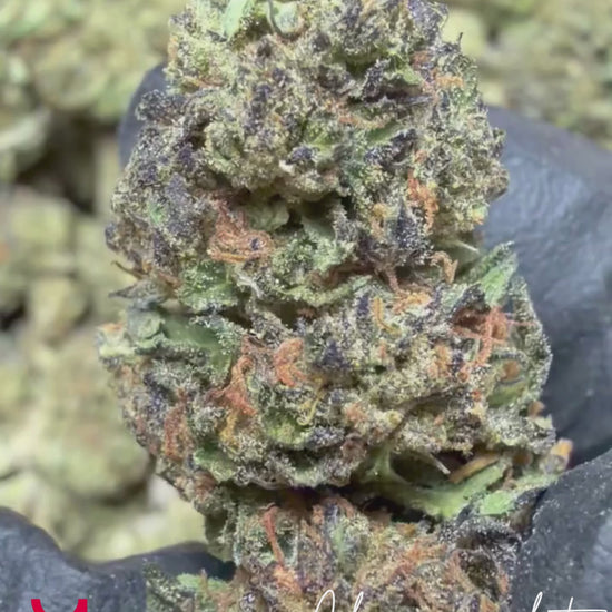 Close-up video of Cherry Sorbet cannabis buds highlighting dense structure, frosty trichomes, vibrant pistils, and premium California-grown quality