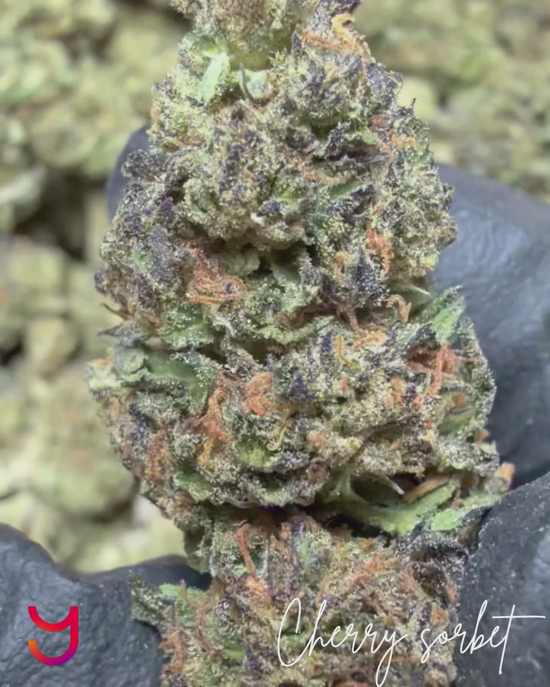 Close-up video of Cherry Sorbet cannabis buds highlighting dense structure, frosty trichomes, vibrant pistils, and premium California-grown quality
