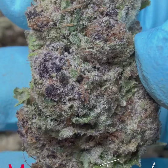 Trainwreck