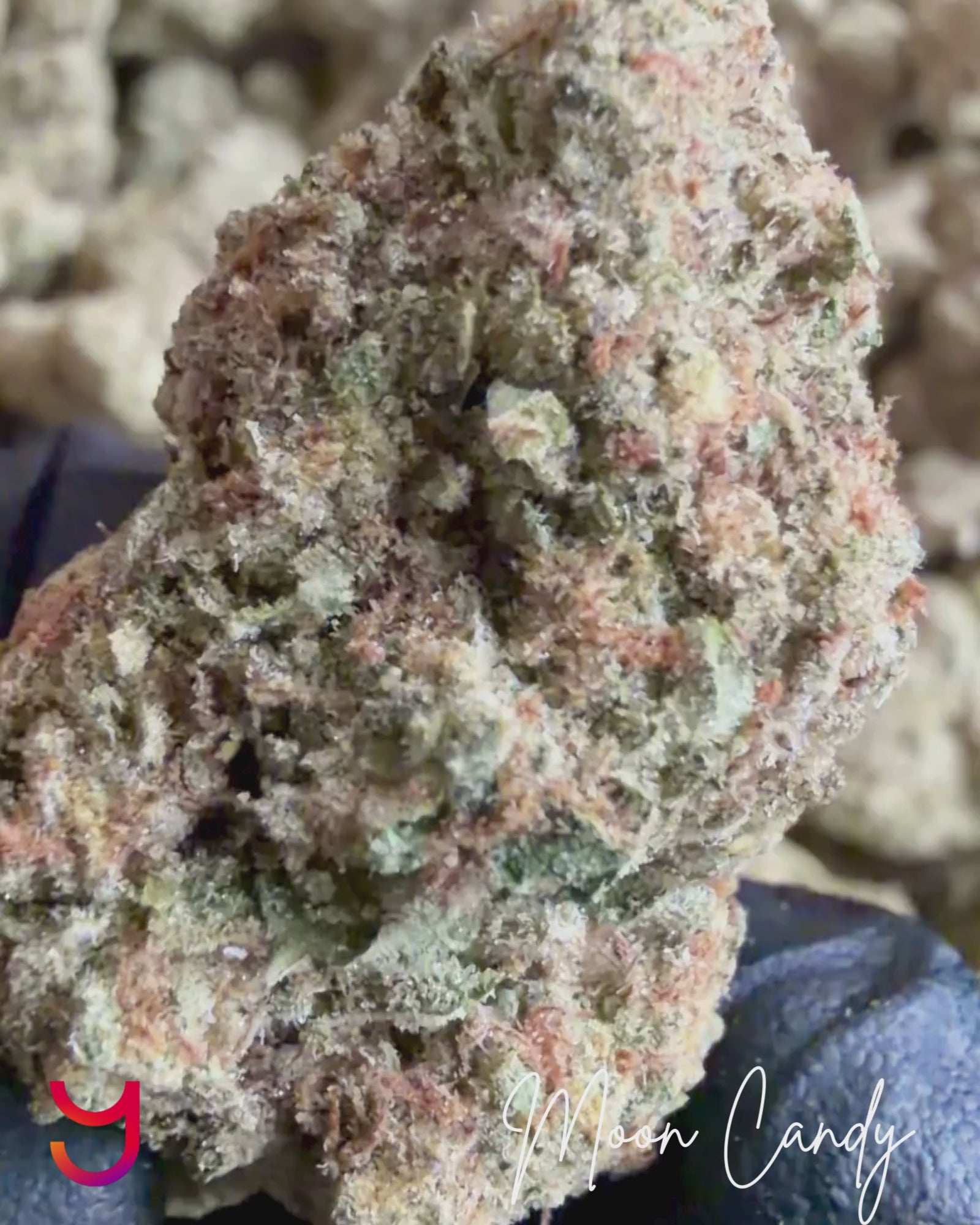 Video of Moon Candy hybrid THCa flower batch showing dried, cured, resin-rich buds available for purchase from YAGA Farms