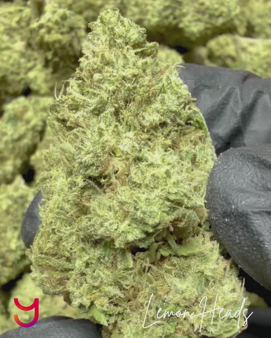 Close-up video of Lemon Heads cannabis buds showing dense structure, bright citrus green color, heavy trichome coverage and sticky resin texture, greenhouse grown Cali weed by YAGA Farms