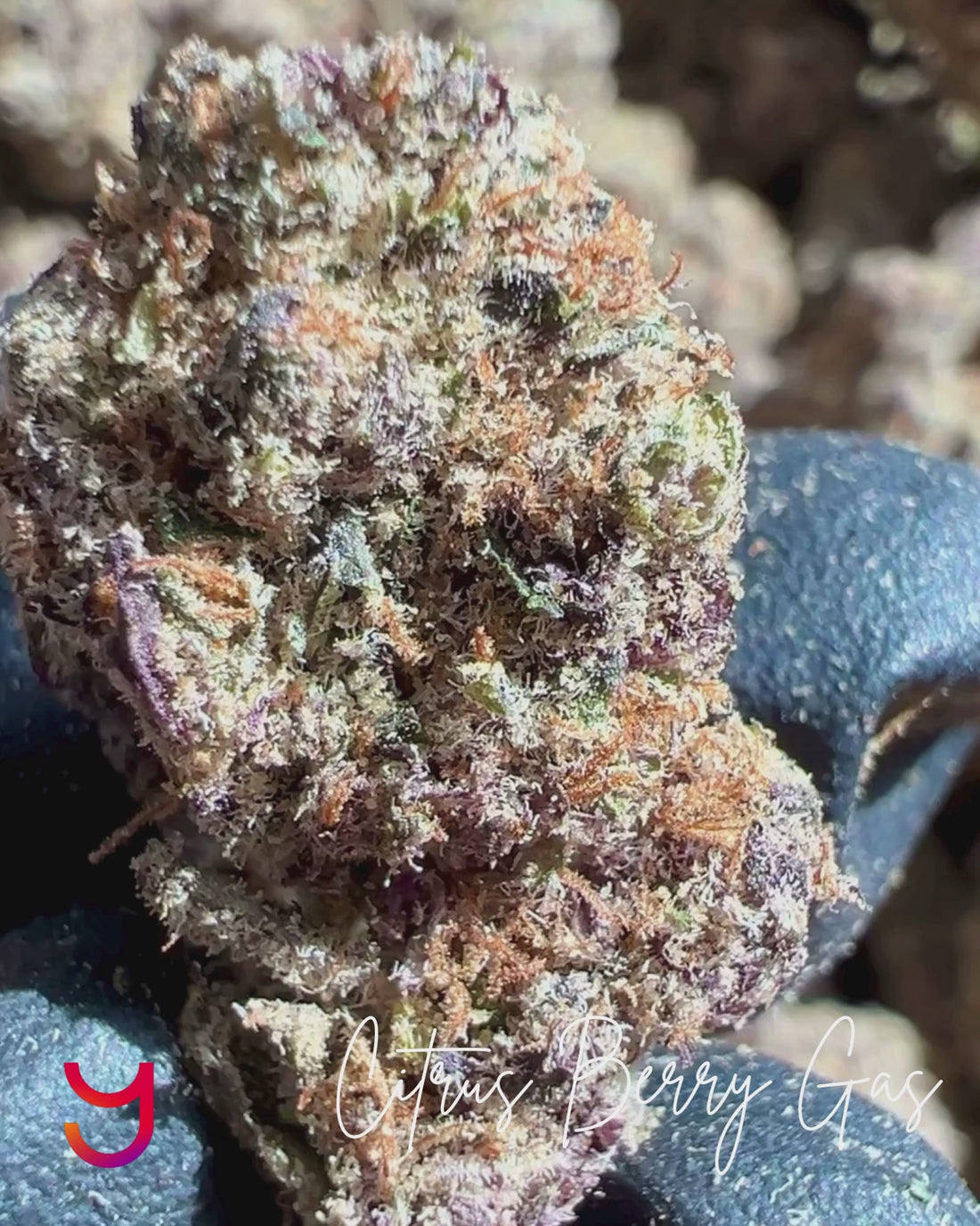 Close-up video of Citrus Berry Gas THCa flower by YAGA Farms showing sticky trichomes, dense structure, and vibrant citrus-berry cannabis bud detail