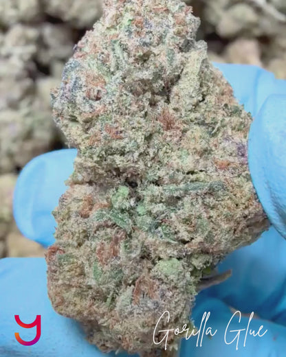 Gorilla Glue