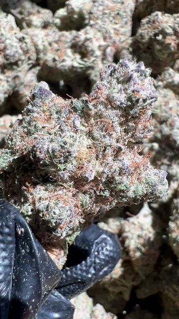 Close-up video of Champagne Ice THCa flower by YAGA Farms showing dense trichome-covered buds, exotic indoor cannabis with creamy vanilla, berry, and gas notes