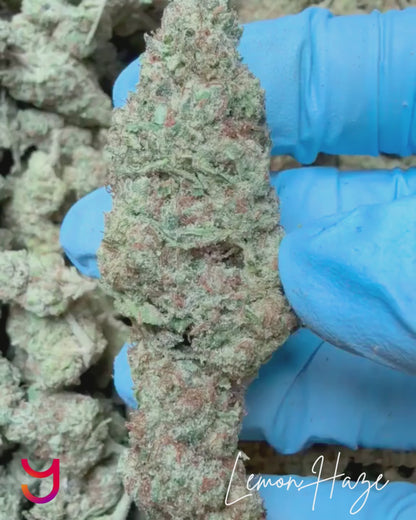 Lemon Haze