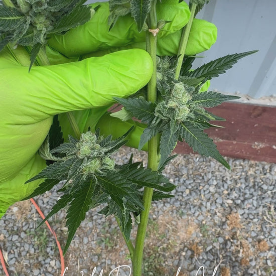 Wild Pineapple Cherry