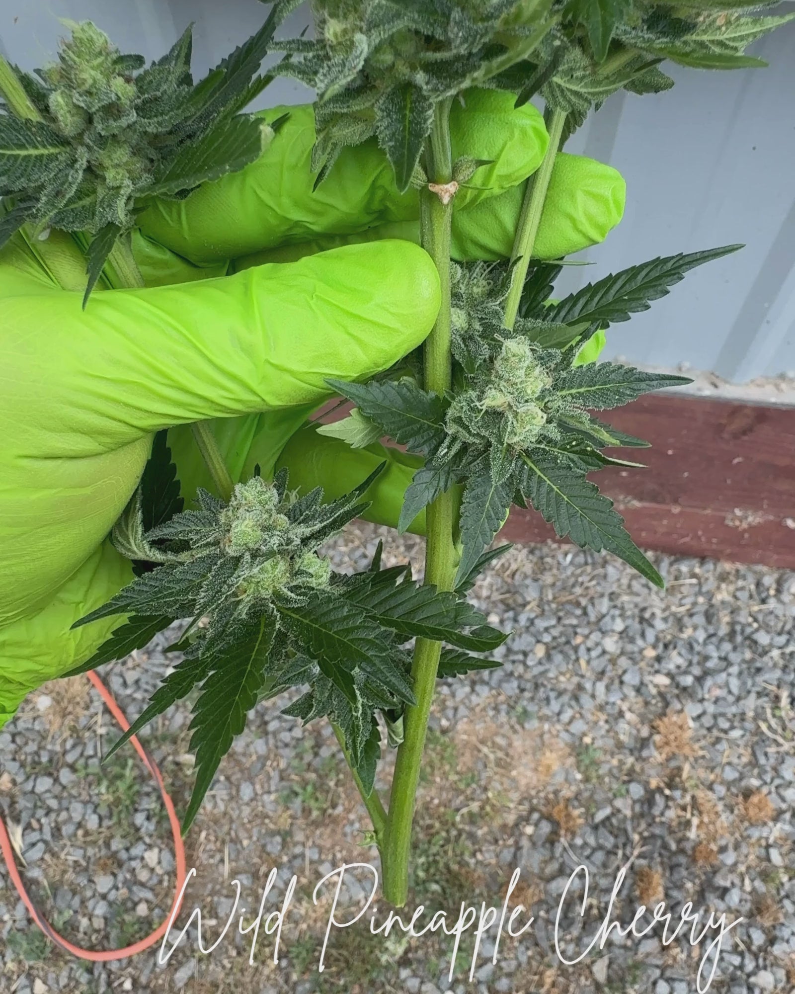 Wild Pineapple Cherry