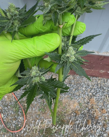 Wild Pineapple Cherry