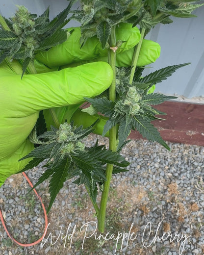 Wild Pineapple Cherry