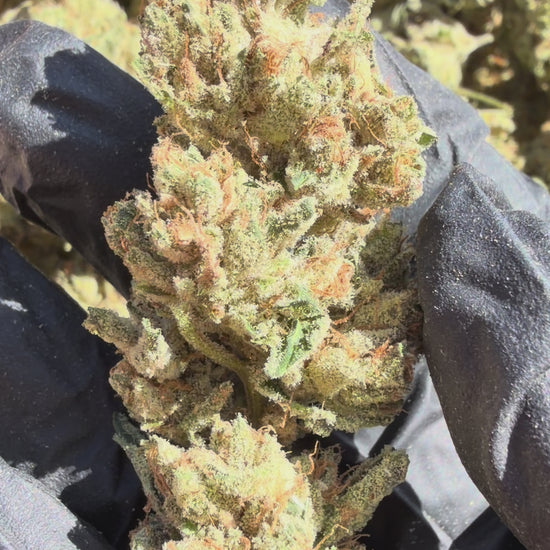 Pheno Hunt Collection. Limited Release Flower