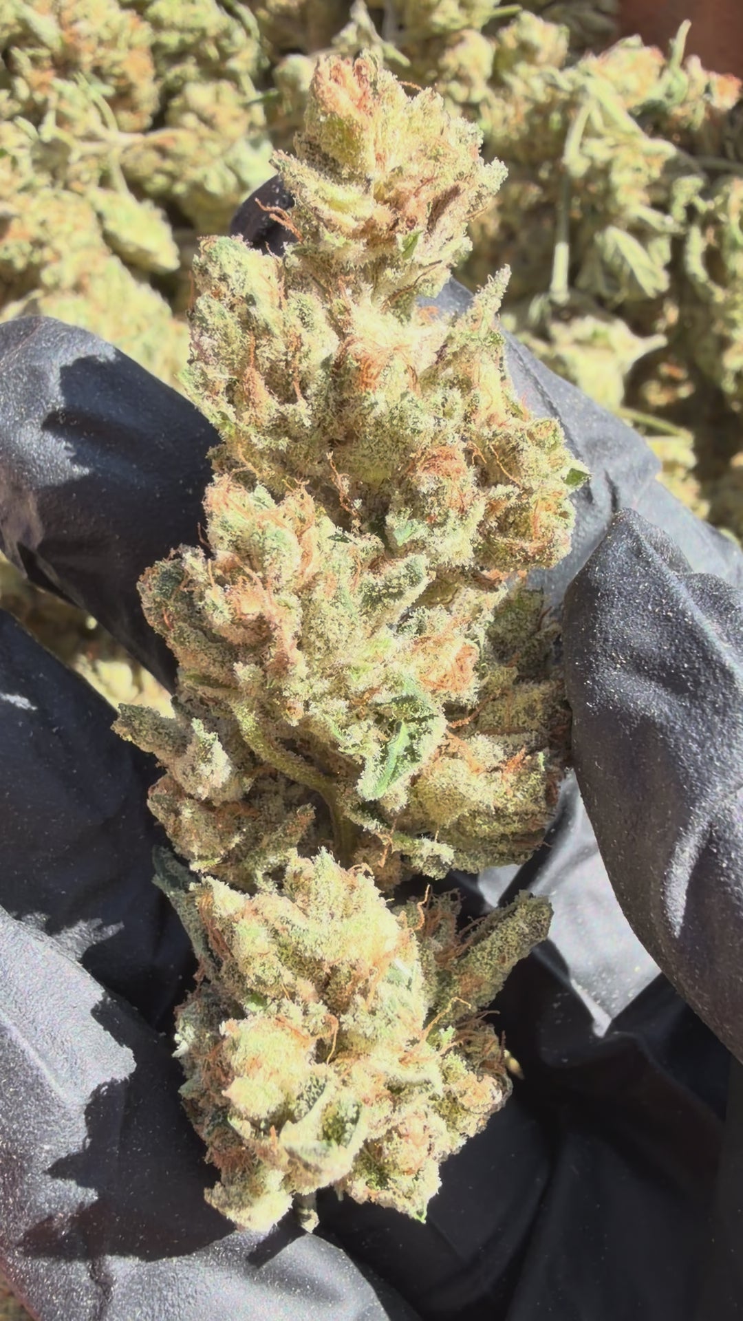 Pheno Hunt Collection. Limited Release Flower