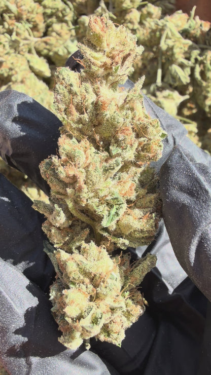Pheno Hunt Collection. Limited Release Flower