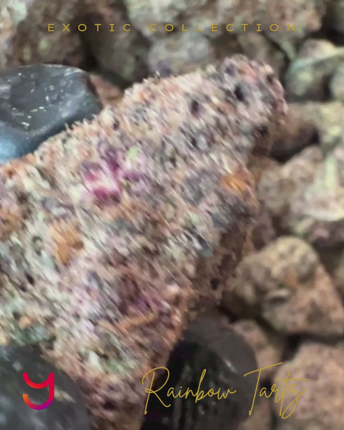 A detailed video showcasing Rainbow Tartz buds in natural lighting, providing a realistic look at their dense, bulbous structure, trichome coverage, and vibrant color variations. Captures the texture and high-quality craftsmanship of YAGA Farms' exotic strain.