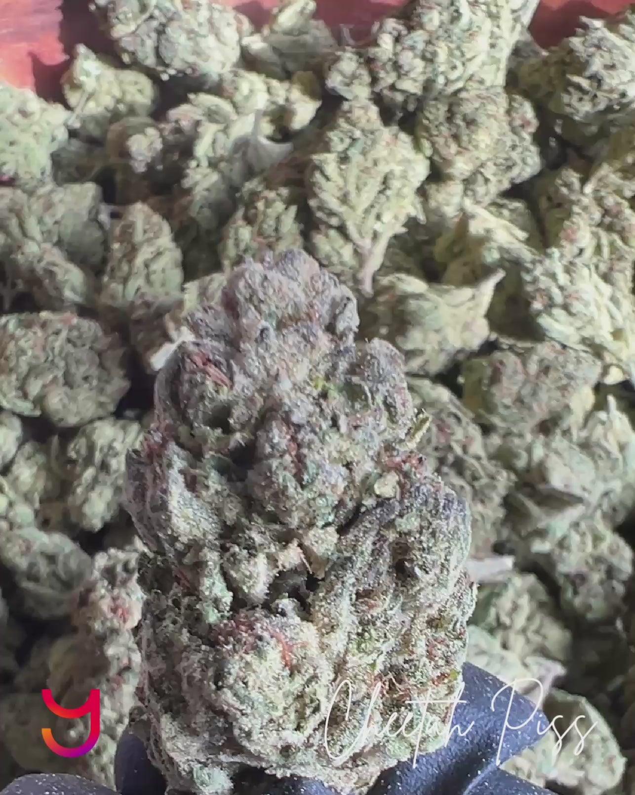 Cheetah Piss – YAGA Farms