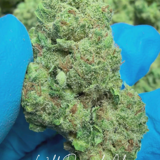 Wild Pineapple Cherry
