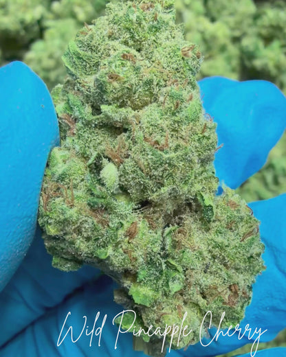 Wild Pineapple Cherry