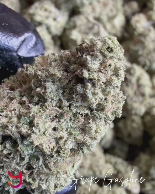 Close-up video of Grape Gasoline THCa cannabis flower showcasing dense structure, heavy trichome coverage, and bright orange pistils with grape fuel aroma