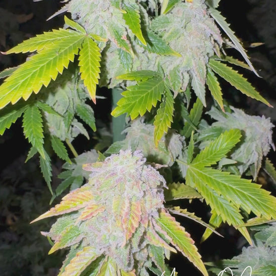 YAGA OG