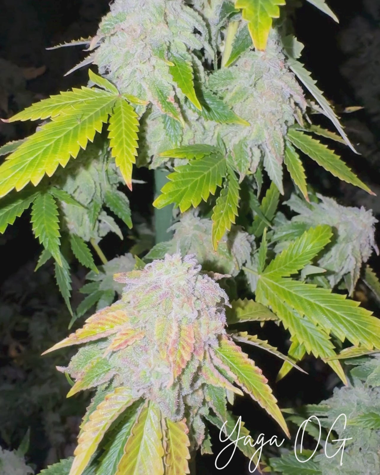 YAGA OG