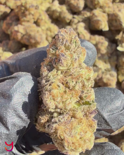 YAGA Farms Flash Flower Sale