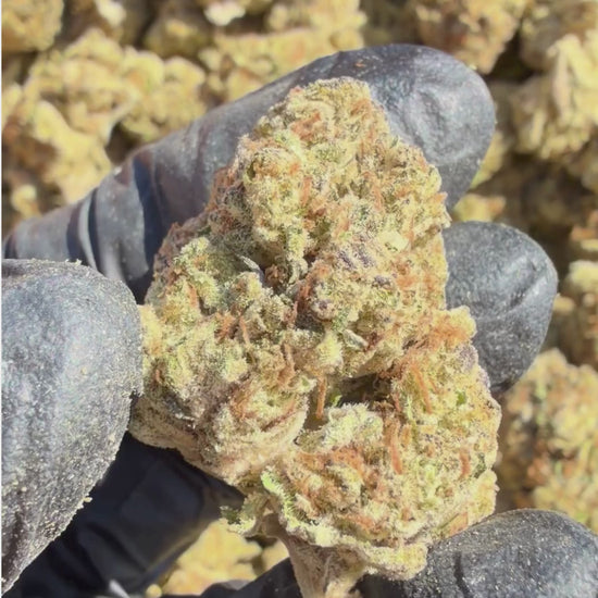 YAGA Farms Flash Flower Sale