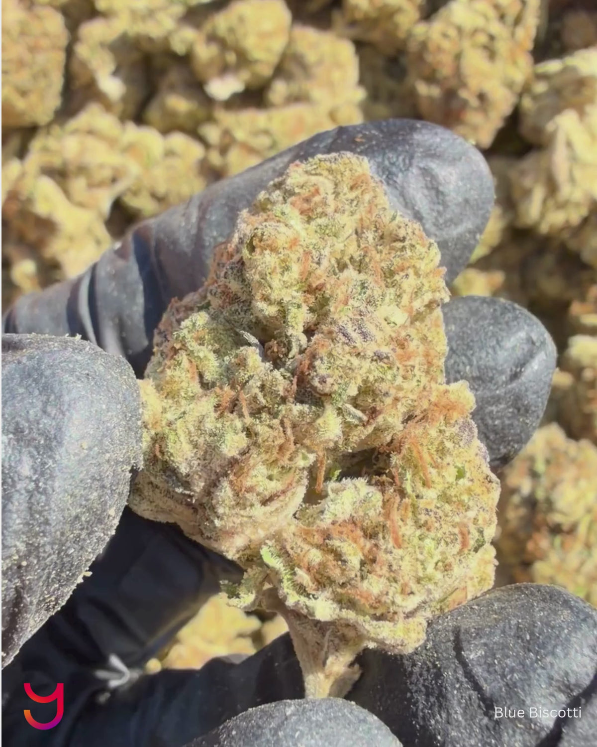 YAGA Farms Flash Flower Sale