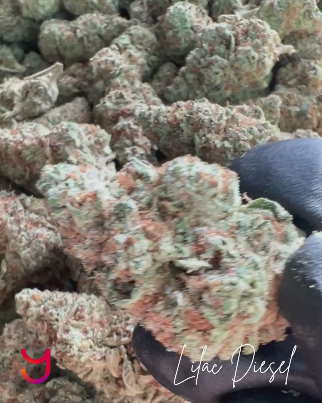 Close-up video of YAGA Farms Lilac Diesel THCa Flower showcasing its dense buds, vibrant colors, and frosty trichome layer, with a walkthrough of its aroma profile and uplifting effects.