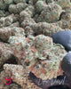 Close-up video of YAGA Farms Lilac Diesel THCa Flower showcasing its dense buds, vibrant colors, and frosty trichome layer, with a walkthrough of its aroma profile and uplifting effects.
